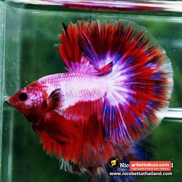 Betta Fish Fancy Magical Sweetie Pony Hawk OHM - Image 6