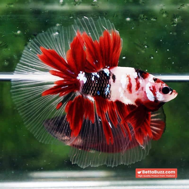 Betta fish Red Koromo Koi HM - Image 5