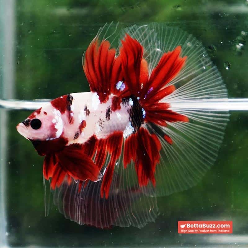 Betta fish Red Koromo Koi HM