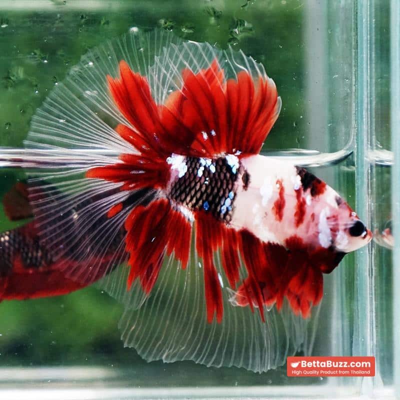 Betta fish Red Koromo Koi HM - Image 3