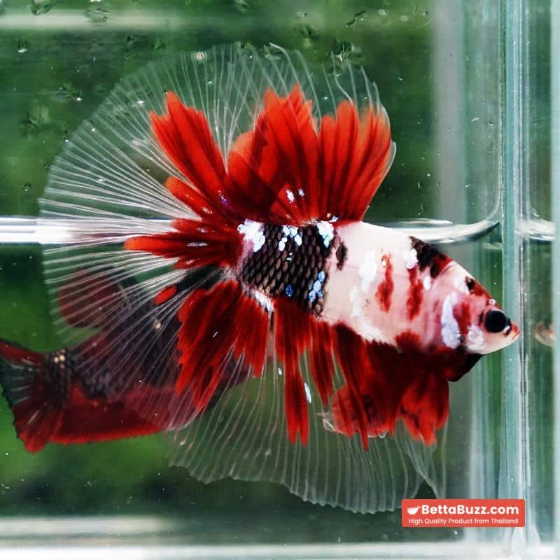 Betta fish Red Koromo Koi HM - Image 7