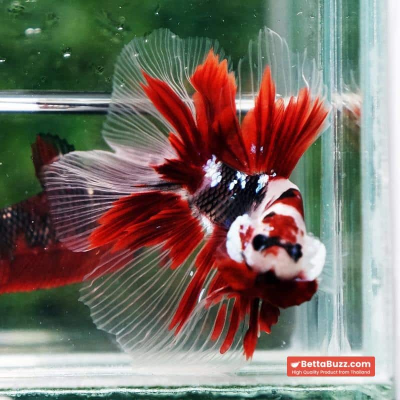 Betta fish Red Koromo Koi HM - Image 6