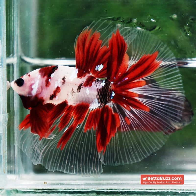 Betta fish Red Koromo Koi HM - Image 4