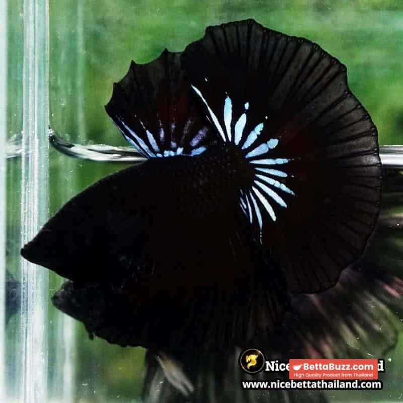 Betta Fish The Black Dread Hawk OHM