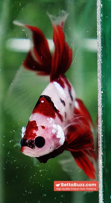 Betta fish Red Koromo Koi HM - Image 8