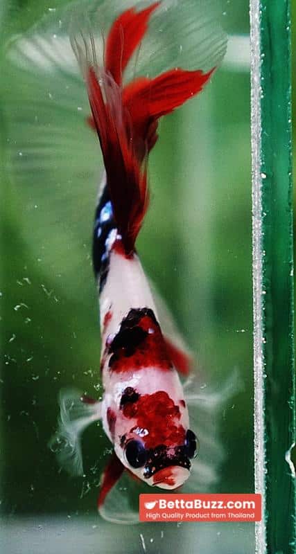 Betta fish Red Koromo Koi HM - Image 9