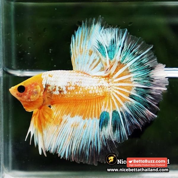 Betta fish Fancy Yellow Star Dust Tricolor OHM - Image 2