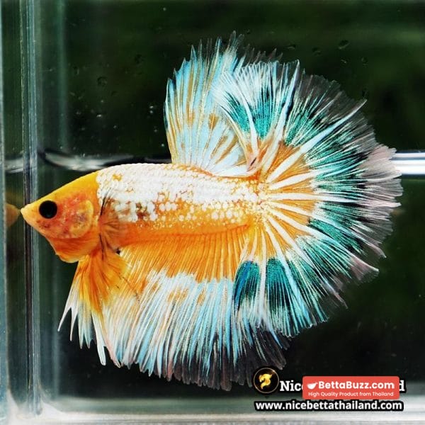 Betta fish Fancy Yellow Star Dust Tricolor OHM - Image 4