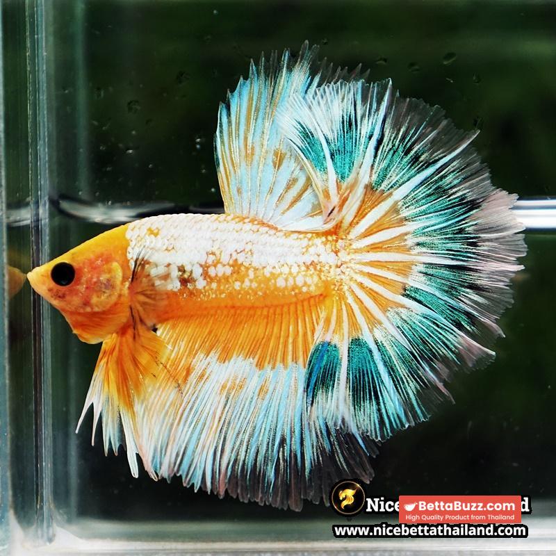 Betta fish Fancy Yellow Star Dust Tricolor OHM - Image 4