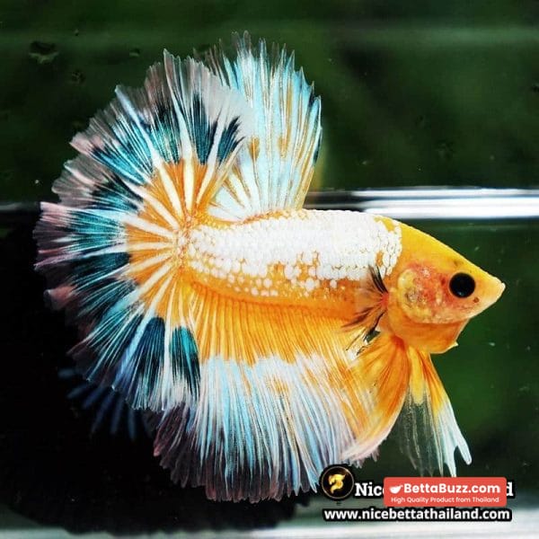 Betta fish Fancy Yellow Star Dust Tricolor OHM - Image 3