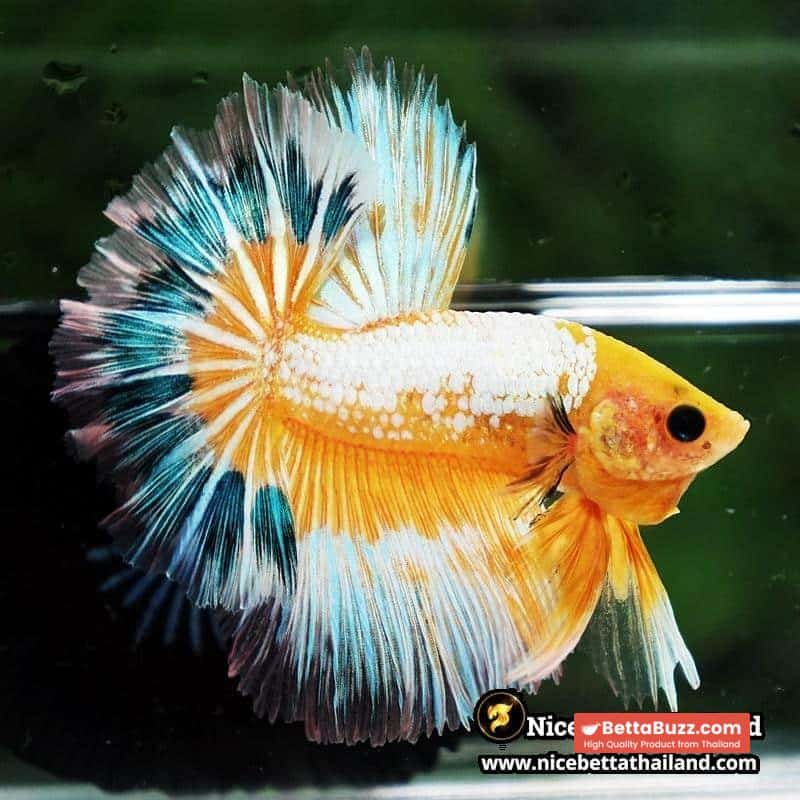 Betta fish Fancy Yellow Star Dust Tricolor OHM - Image 3