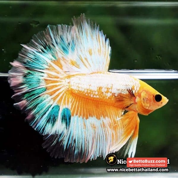 Betta fish Fancy Yellow Star Dust Tricolor OHM - Image 5