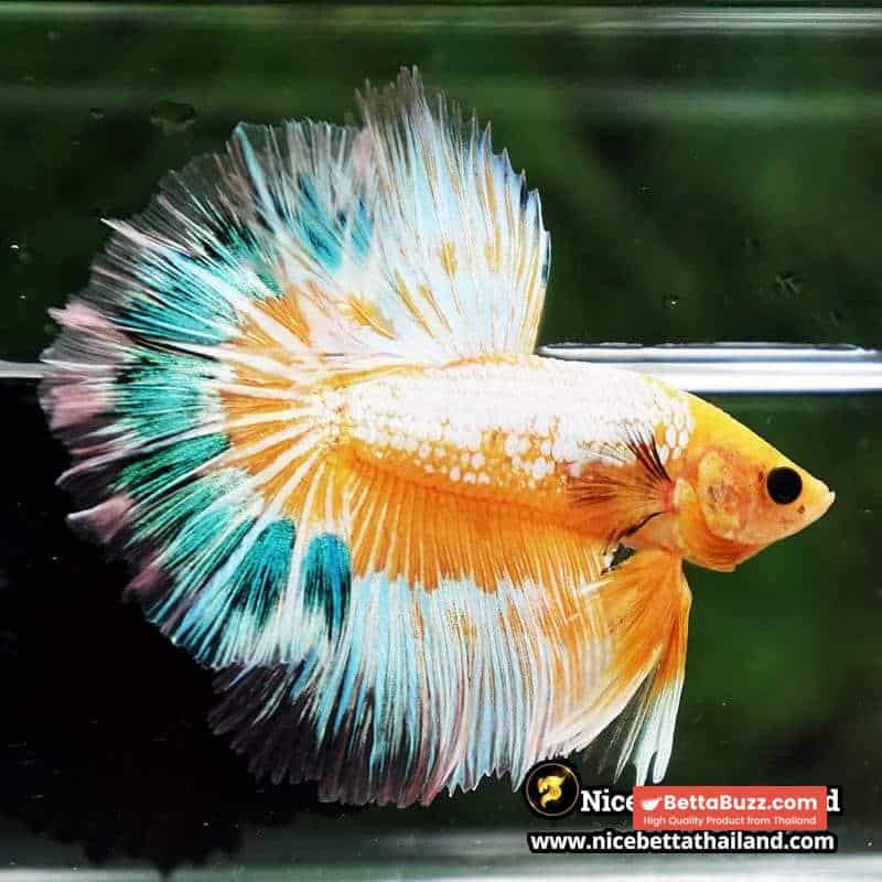 Betta fish Fancy Yellow Star Dust Tricolor OHM - Image 5
