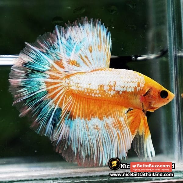 Betta fish Fancy Yellow Star Dust Tricolor OHM - Image 6