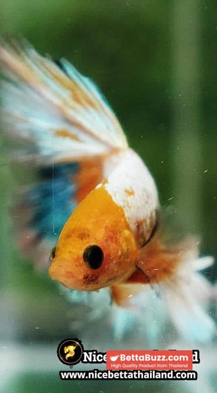 Betta fish Fancy Yellow Star Dust Tricolor OHM - Image 7