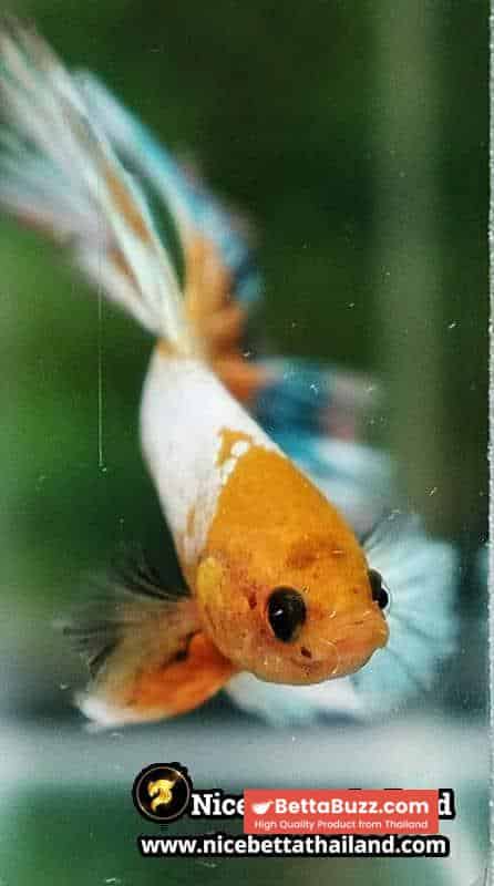 Betta fish Fancy Yellow Star Dust Tricolor OHM - Image 8