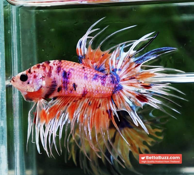 Betta fish CT Emerald Candy Nemo - Image 4