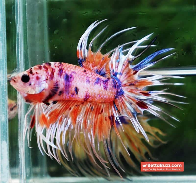 Betta fish CT Emerald Candy Nemo - Image 6