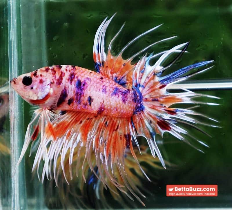 Betta fish CT Emerald Candy Nemo - Image 2