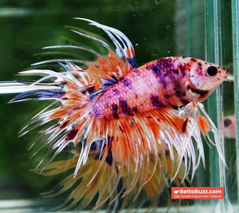 Betta fish CT Emerald Candy Nemo - Image 5