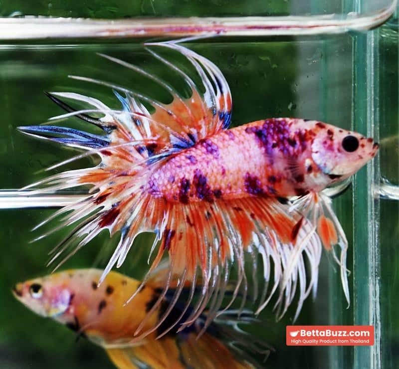 Betta fish CT Emerald Candy Nemo - Image 3