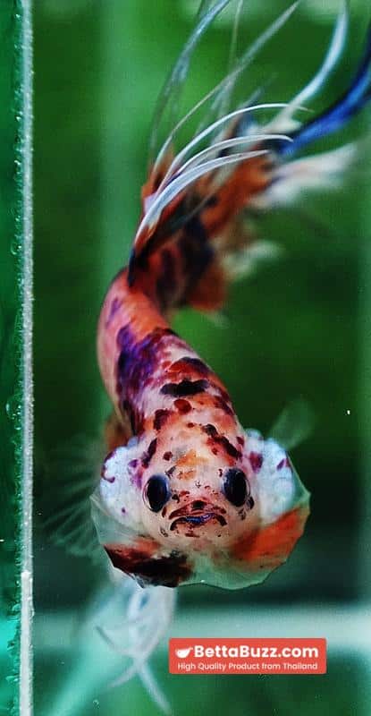 Betta fish CT Emerald Candy Nemo - Image 7