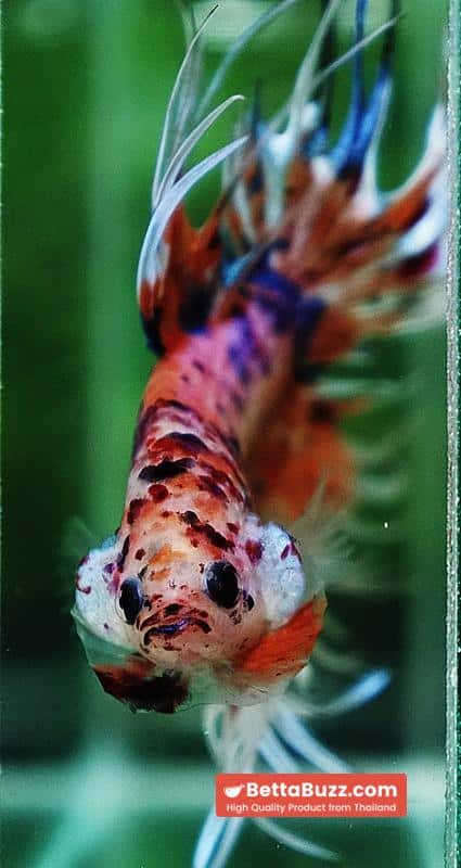 Betta fish CT Emerald Candy Nemo - Image 8