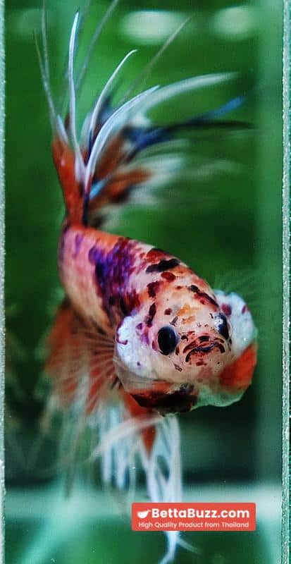 Betta fish CT Emerald Candy Nemo - Image 9