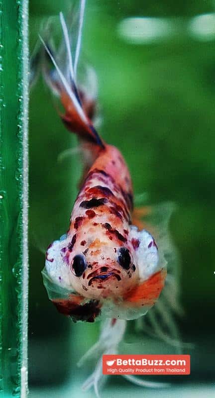 Betta fish CT Emerald Candy Nemo - Image 10