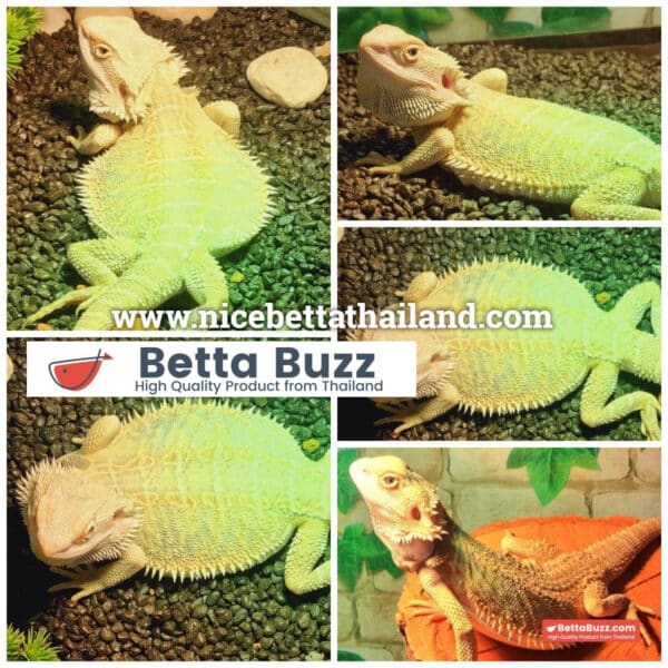 Hypo Het Citrus Female Bearded Dragon (Syrax)