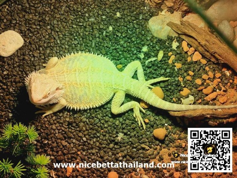 Hypo Het Citrus Female Bearded Dragon (Syrax)