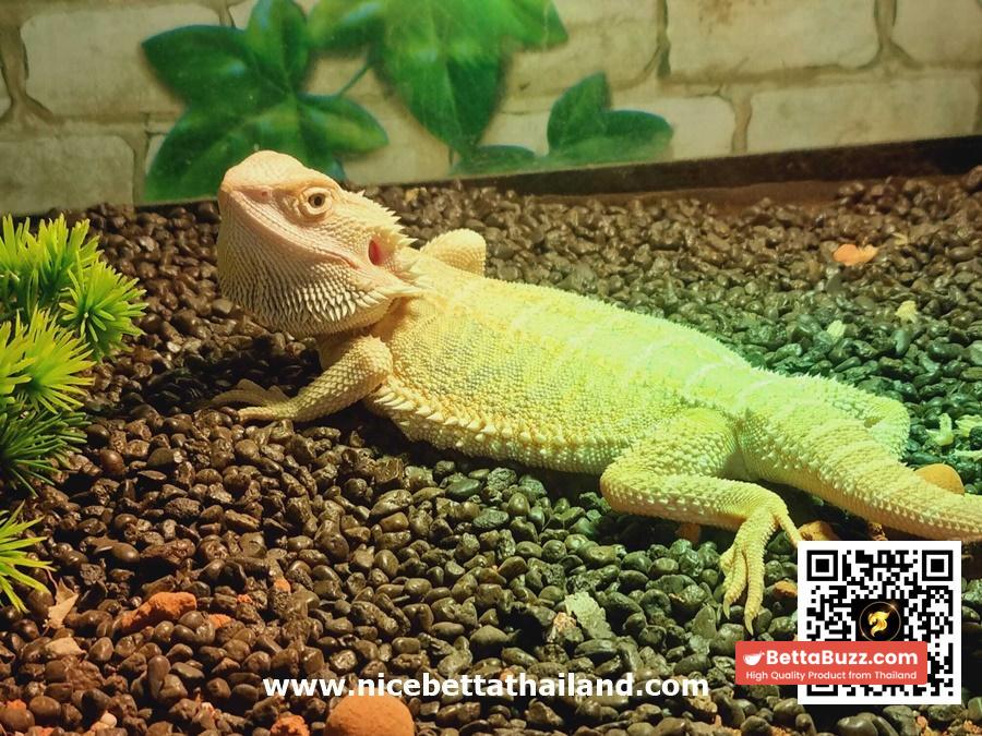 Hypo Het Citrus Female Bearded Dragon (Syrax) - Image 4