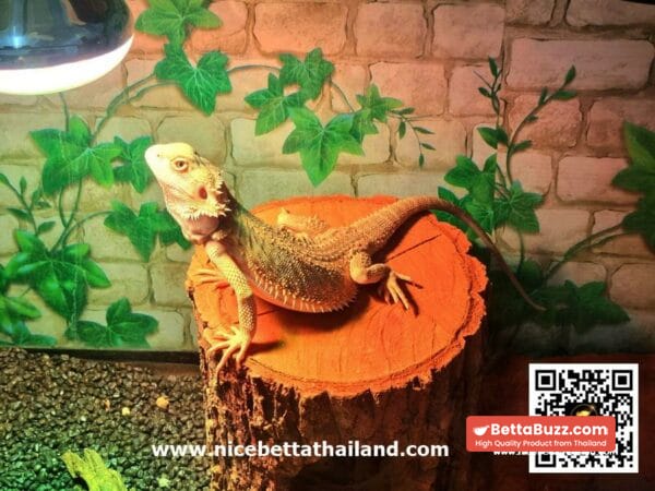 Hypo Het Citrus Female Bearded Dragon (Syrax) - Image 5