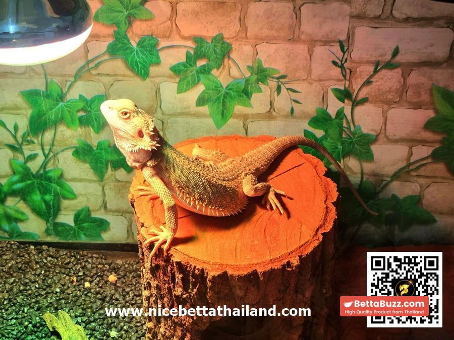 Hypo Het Citrus Female Bearded Dragon (Syrax) - Image 5