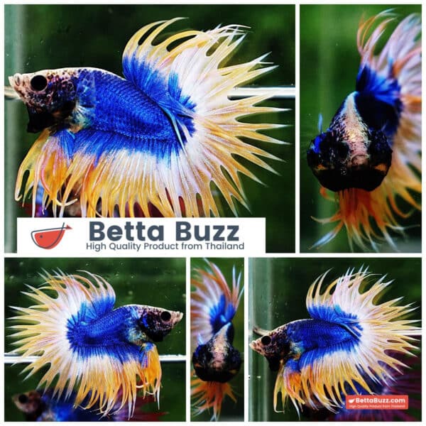 Betta fish CT Strong Yellow Blue Grizzle