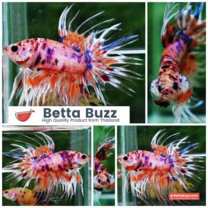 Betta fish CT Emerald Candy Nemo