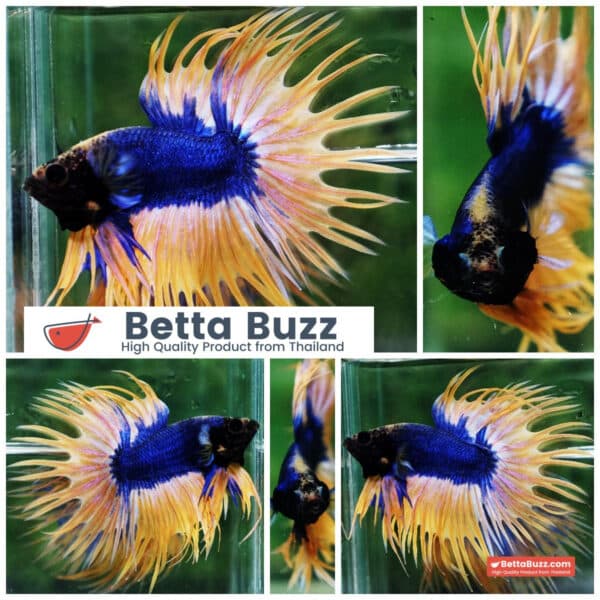 Betta fish CT Grizzle Blue Mustard