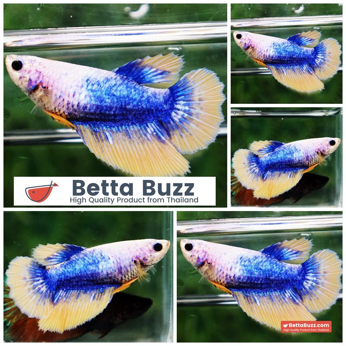Betta fish Female Yellow Blue Grizzle (HM)