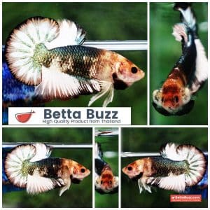 Betta fish Angle Copper Iron Armor (OHMPK)