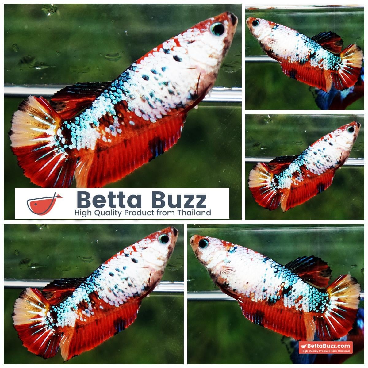 Betta fish Fancy Nemo Dragon HMPK