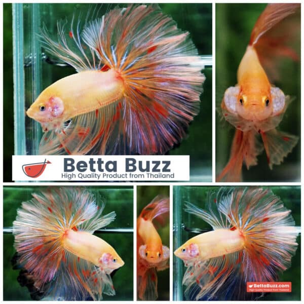 Betta fish Vanda Sky Hawk OHM