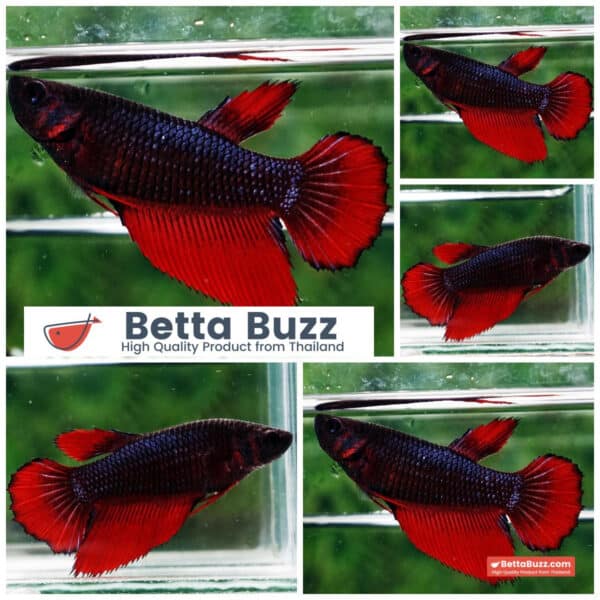 Betta fish Female Black Hell Girl HM