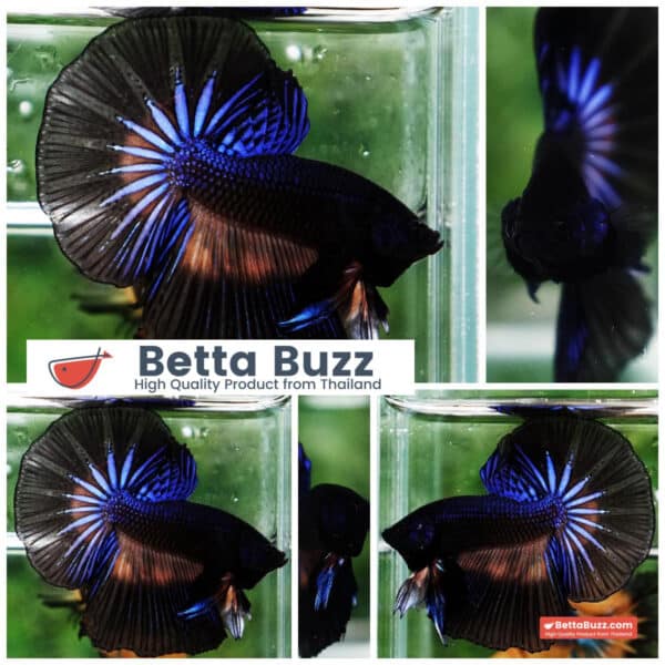 Betta fish Black Light Mustard Gas OHM