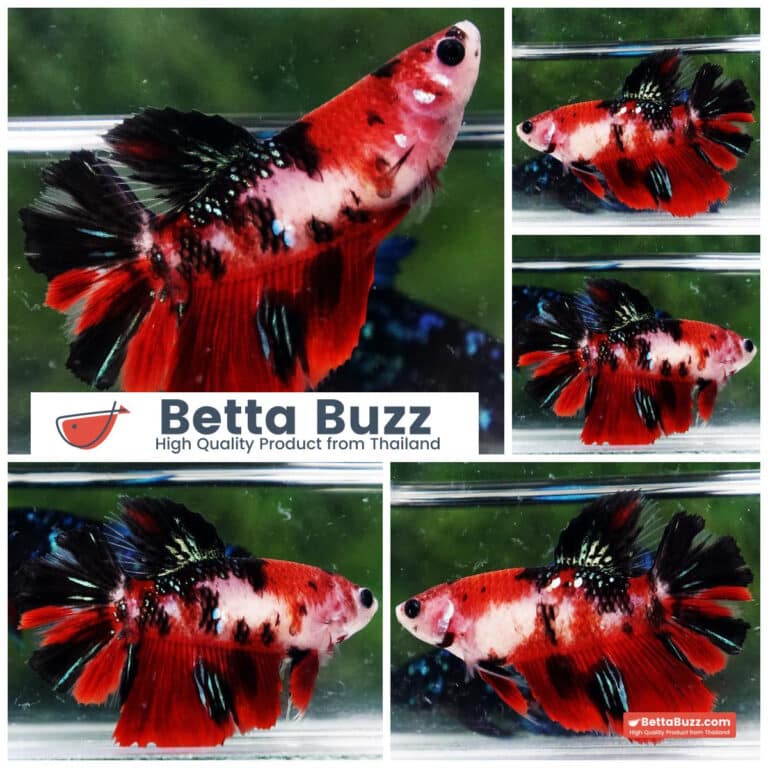 Female Betta fish Koi Kohagu HM