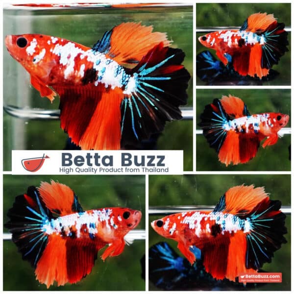 Female Betta fish Multicolor Galaxy Rosetail HM