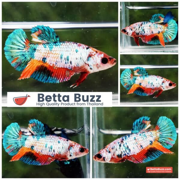 Female Betta fish Rainbow Candy Nemo HMPK