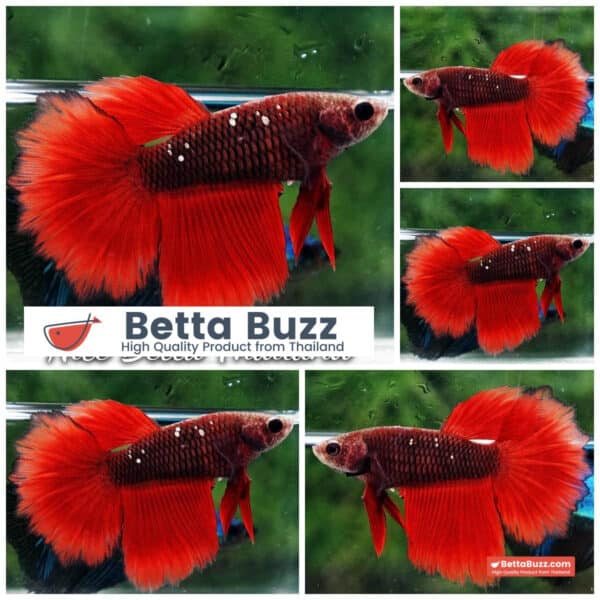 Female Betta Fish Hell Girl Star Rosetail HM