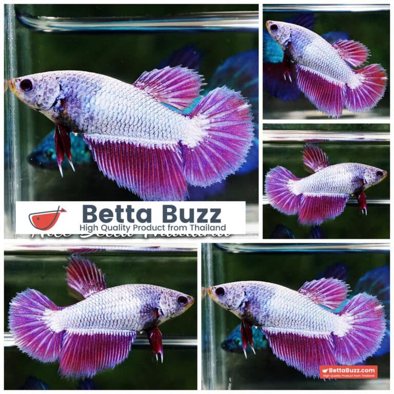 Female Betta Fish Purple Royal Lavender HM