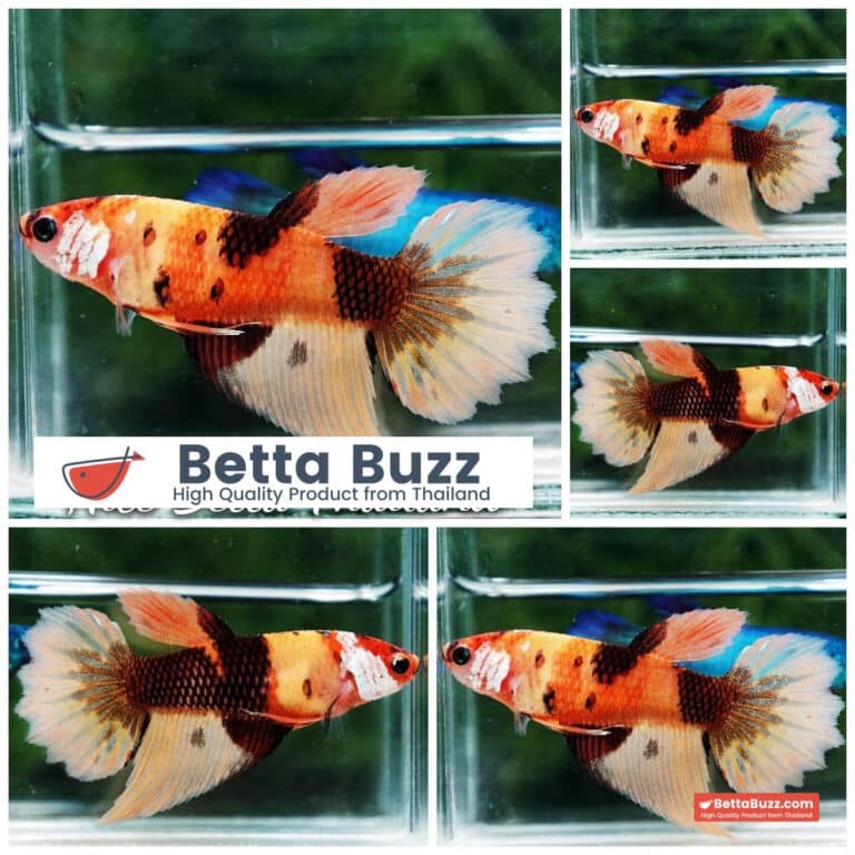 Female Betta Fish Tiger Nemo HM