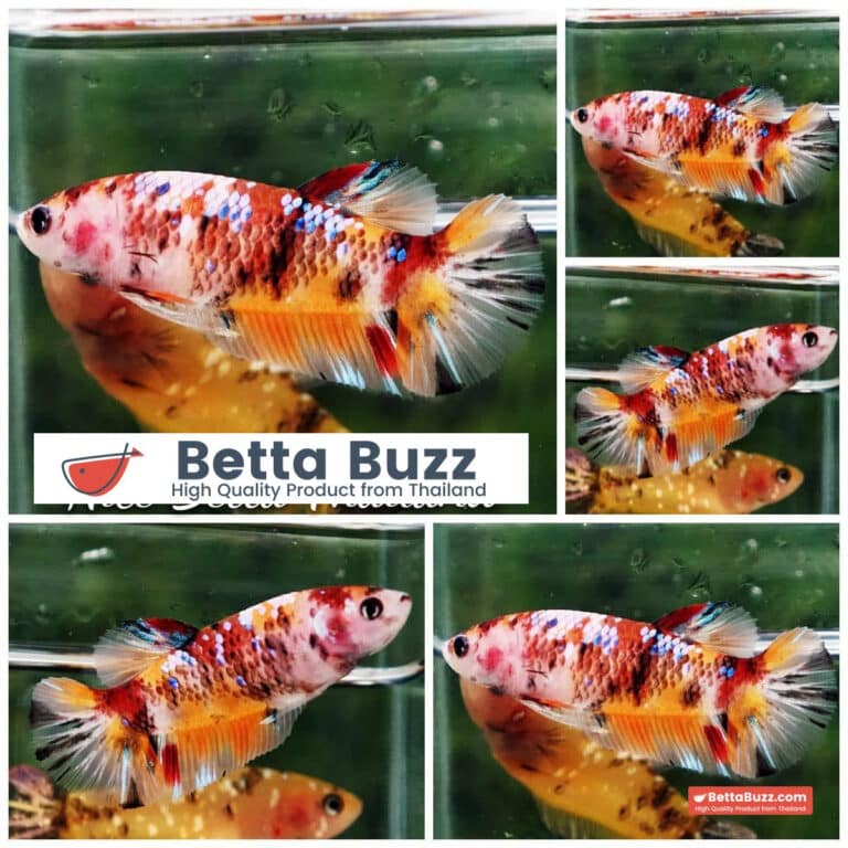 Female Betta Fish Candy Nemo Classic HM